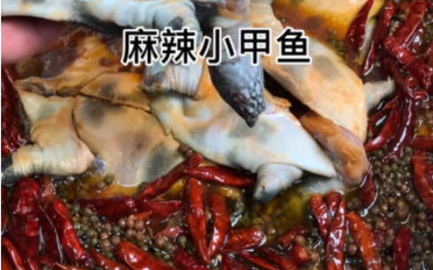 河南正宗麻辣甲魚技術(shù)培訓